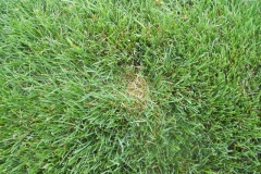 Lawn Care Elkhart Granger South Bend Disease Pressure