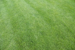 Lawn Care Elkhart Granger South Bend Just Fertilized 2
