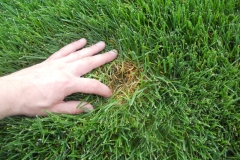 Lawn Care Elkhart Granger South Bend Disease Pressure 3