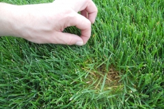 Lawn Care Elkhart Granger South Bend Disease Pressure 4