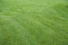 Lawn Care Elkhart Granger South Bend Just Fertilized 5