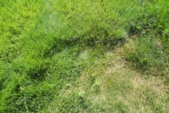 Mycelium Newly Planted 100% Kentucky Bluegrass