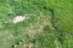 Mycelium Newly Planted 100% Kentucky Bluegrass 2