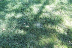 Mycelium in Lawn 2