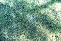 Mycelium in Lawn