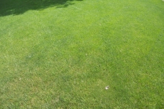 Lawn Fertilized Summer 2