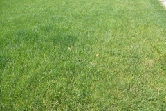 Lawn Fertilized Summer