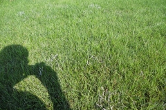 Powdery Mildew 2