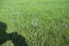 Powdery Mildew 3