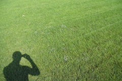 Powdery Mildew