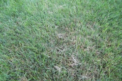 Early Morning Mycelium in Lawn 2