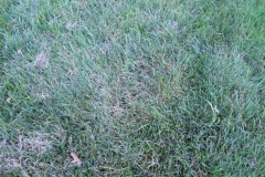 Early Morning Mycelium in Lawn 3