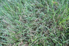 Early Morning Mycelium in Lawn 4