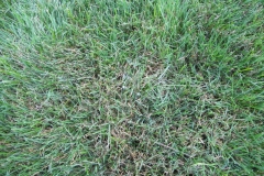 Early Morning Mycelium in Lawn
