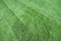 Lawn after mowing and fertilizing 2