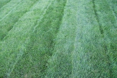 Lawn after mowing and fertilizing 3