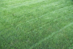 Lawn after mowing and fertilizing 4