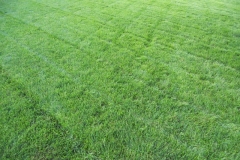 Lawn after mowing and fertilizing 5