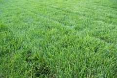 Lawn after mowing and fertilizing 6