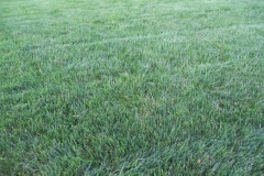 Lawn after mowing and fertilizing 7