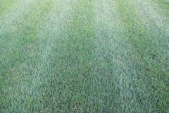 Lawn after Mowing and Fertilizing