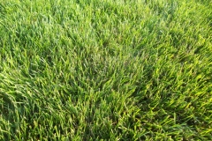 Mycelium in grass is brown patch disease 10