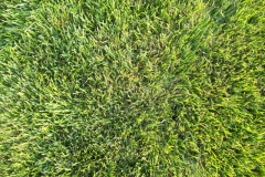 Mycelium in grass is brown patch disease 11