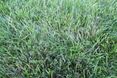Mycelium in grass is brown patch disease 12