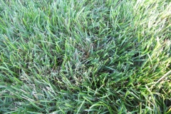 Mycelium in grass is brown patch disease 13