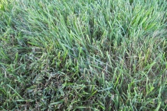 Mycelium in grass is brown patch disease 14