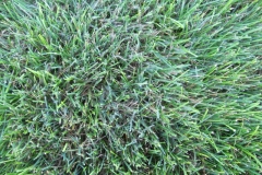Mycelium in grass is brown patch disease 15