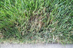 Mycelium in grass is brown patch disease