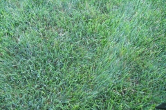 Mycelium in grass is brown patch disease 1