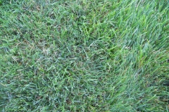 Mycelium in grass is brown patch disease 2