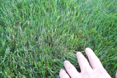 Mycelium in grass is brown patch disease 3