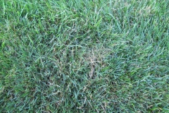 Mycelium in grass is brown patch disease 5