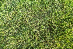 Mycelium in grass is brown patch disease 6