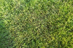 Mycelium in grass is brown patch disease 7