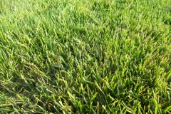 Mycelium in grass is brown patch disease 8