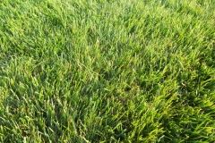 Mycelium in grass is brown patch disease 9