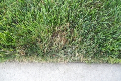 Mycelium in grass is brown patch disease 4